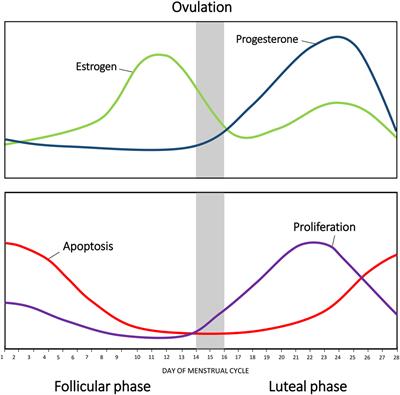 Hormonal Modulation of Breast Cancer Gene Expression: Implications for Intrinsic Subtyping in Premenopausal Women